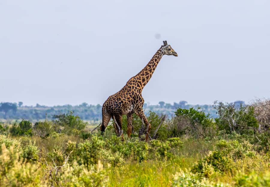 From Mombasa/Mtwapa/Diani/Tiwi: Tsavo East Full-Day Safari - Entering Tsavo East for the first game drive