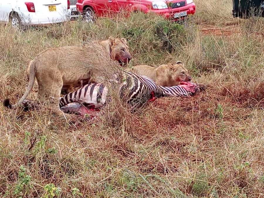 From Mombasa: Tsavo National Park Full-Day Group Trip - Hotel Pickup and the Three-Hour Drive
