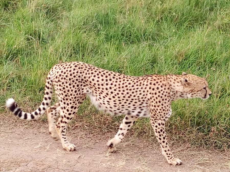 From Mombasa: Tsavo National Park Full-Day Group Trip - What Makes the Guides Important