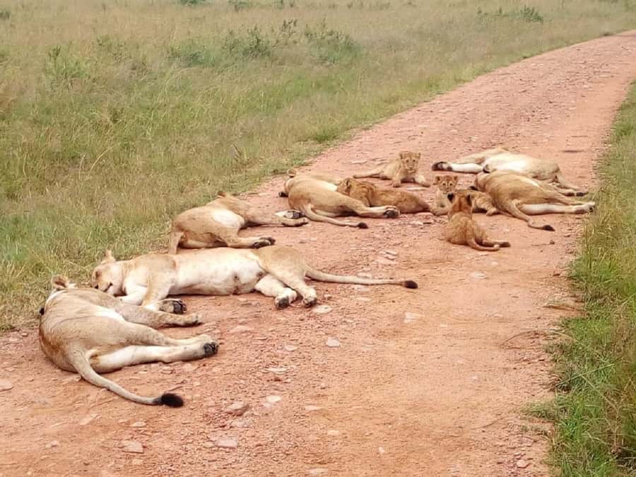 From Mombasa: Tsavo National Park Full-Day Group Trip - The Real Price: $153 Plus the Park Fee