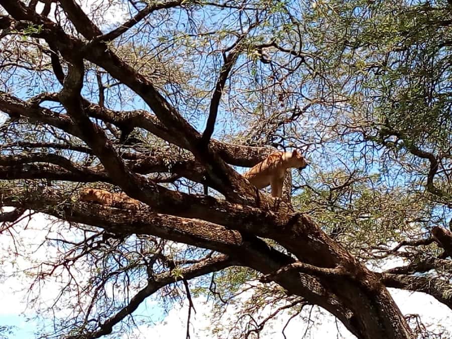 From Mombasa: Tsavo National Park Full-Day Group Trip - First Game Drive at the Tsavo East Gate