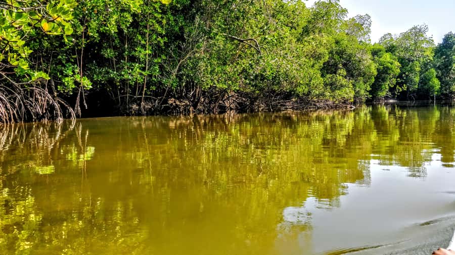 From Mombasa: Watamu Marine Park & Sudi Island Excursion - Sudi Island trades reef time for mangrove country