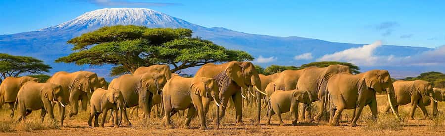 From Nairobi: 2-Day Amboseli National Park Safari - Day 1: arrival, lunch, and the first game drive