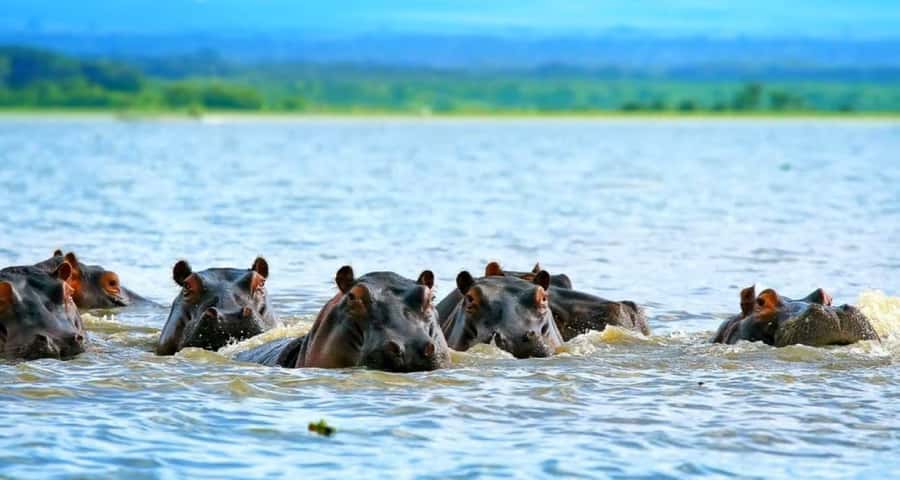 From Nairobi: 2-Day Naivasha Safari with Accommodation - Lunch and a Night at the Naivasha Lodge
