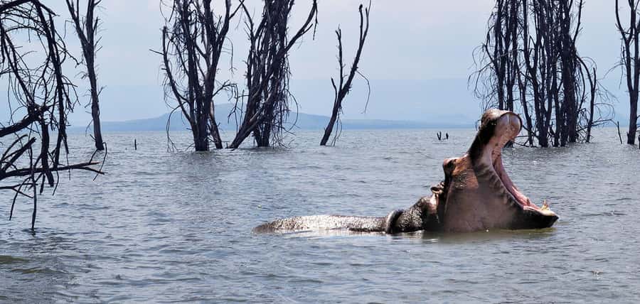 From Nairobi: 2-Day Naivasha Safari with Accommodation - Hell’s Gate by Bicycle, Foot, and Safari Van