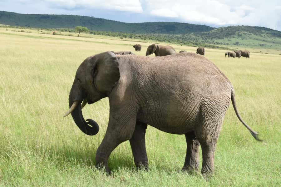 From Nairobi : 2-Days 1-Night Masai Mara Private 4WD Safari - The second morning: sunrise, breakfast, and the road home