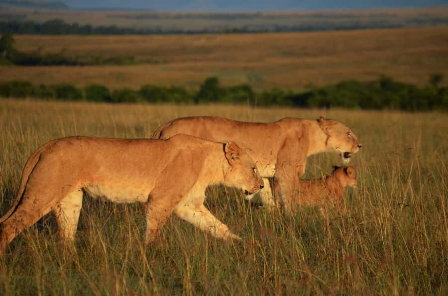 From Nairobi : 2-Days 1-Night Masai Mara Private 4WD Safari - When the seasons change the cost and the experience