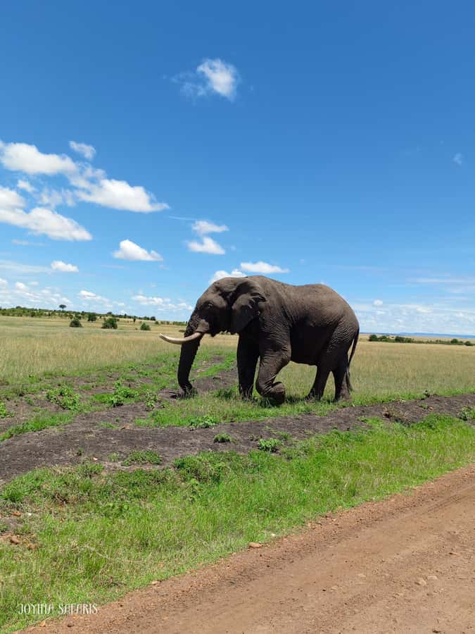 From Nairobi : 2-Days 1-Night Masai Mara Private 4WD Safari - Who should book this safari