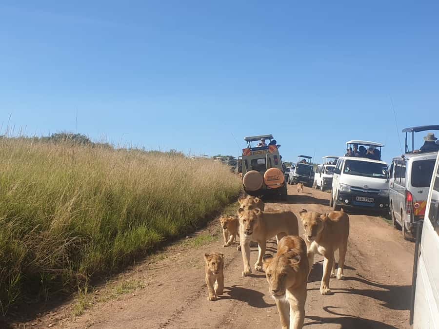 From Nairobi: 3 Days, 2 Nights Maasai Mara Group Safari - Camp comfort: private tents with a few rough edges