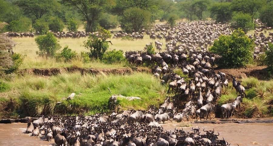 From Nairobi:3-Days 2-Nights Maasai Mara Group Safari in 4WD - What this Maasai Mara safari is really offering
