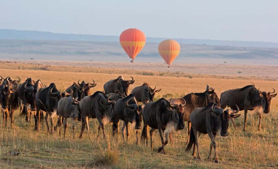 From Nairobi:3-Days 2-Nights Maasai Mara Group Safari in 4WD - Day one: lunch, camp check-in, and the 4 PM game drive