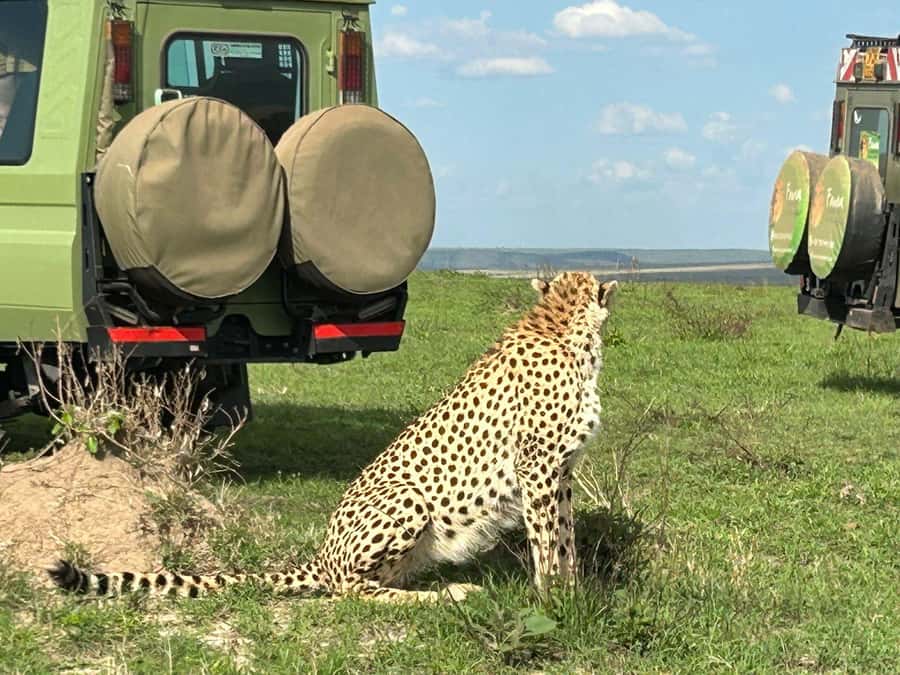 From Nairobi:3-Days 2-Nights Maasai Mara Group Safari in 4WD - Day two: the main wildlife day in the Mara