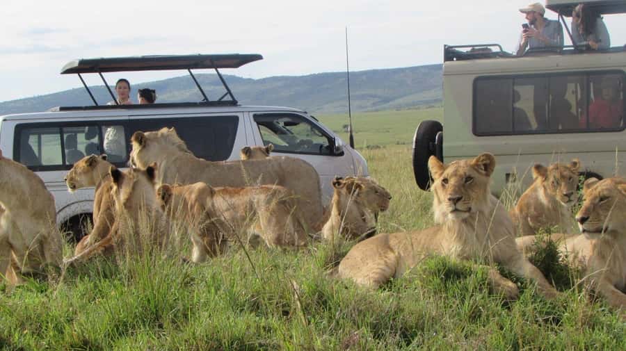 From Nairobi:3-Days 2-Nights Maasai Mara Group Safari in 4WD - Driver guides and the feel of a group safari