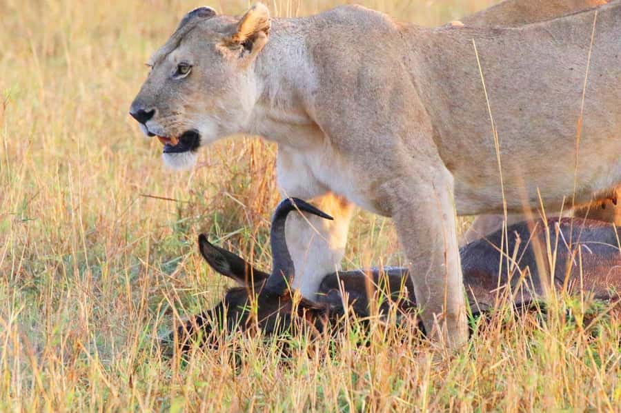 From Nairobi:3-Days 2-Nights Maasai Mara Group Safari in 4WD - Meals, drinks, and camp comfort