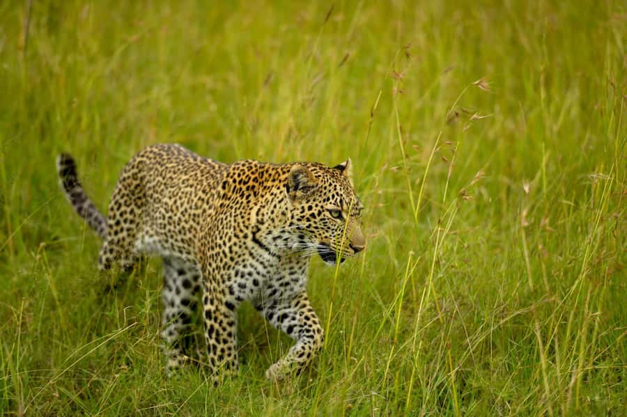 From Nairobi:3-Days 2-Nights Maasai Mara Group Safari in 4WD - What is included, and what can raise the bill