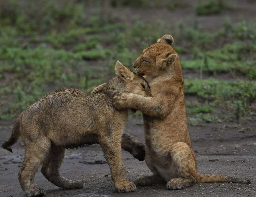 From Nairobi:3-Days 2-Nights Maasai Mara Group Safari in 4WD - Leaving Nairobi for the Great Rift Valley