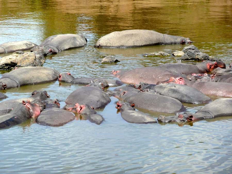 From Nairobi: 3 Days 2 Nights Masai Mara Group Safari - The practical weak points to watch