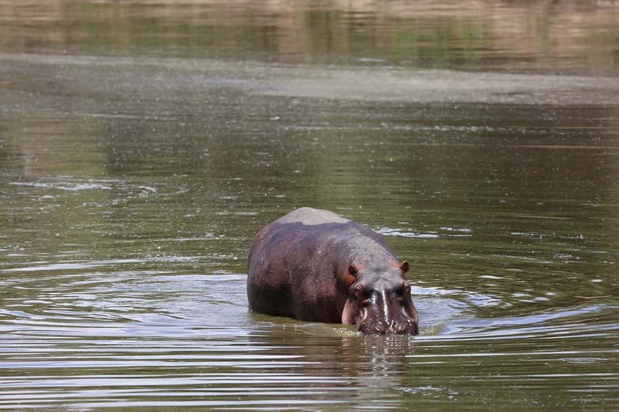 From Nairobi: 3 Days 2 Nights Masai Mara Group Safari - Who will enjoy this safari most?