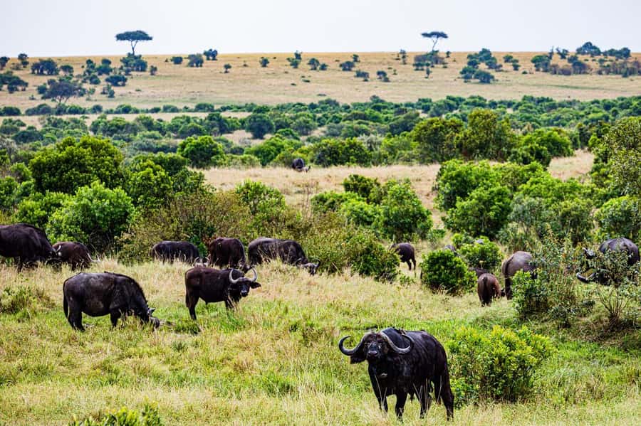 From Nairobi: 3 Days 2 Nights Masai Mara Group Safari - What the private tent is really like