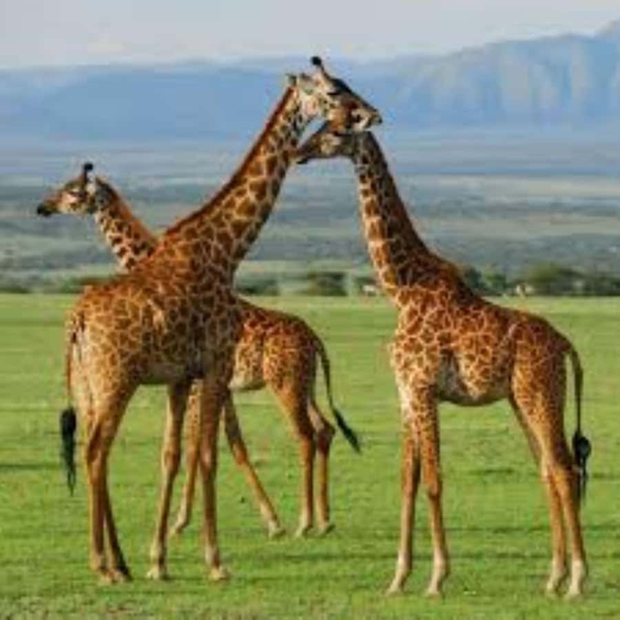 From Nairobi: 3 - Days Maasai Mara Group Safari by 4WD - What the three days really involve