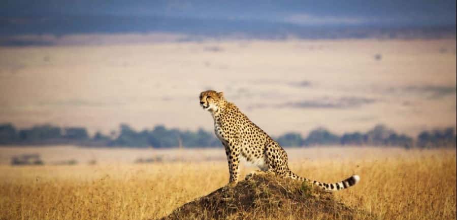 From Nairobi: 3 - Days Maasai Mara Group Safari by 4WD - The first evening game drive