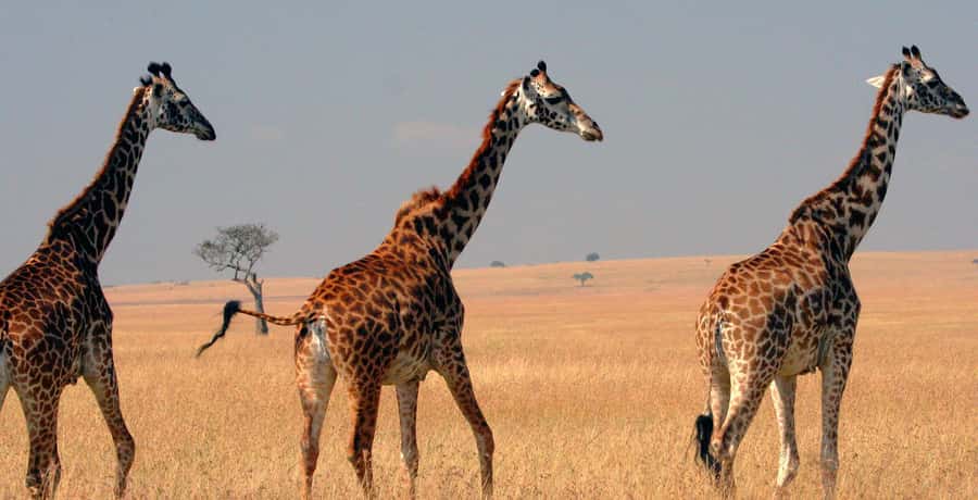 From Nairobi: 4-Day Maasai Mara and Lake Nakuru Group Safari - The real cost of four days in Kenya