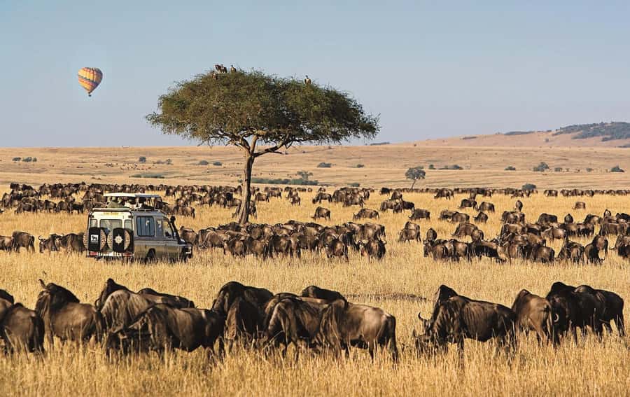 From Nairobi: 4-Day Maasai Mara and Lake Nakuru Group Safari - Day 3: Leaving the Mara for Nakuru