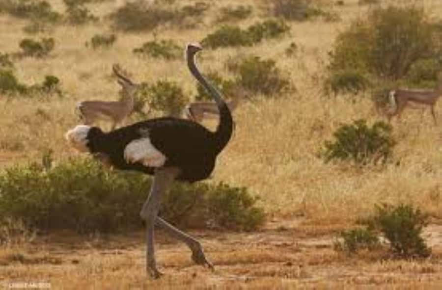 From Nairobi: 4-Day Maasai Mara and Lake Nakuru Group Safari - Who should book this safari?