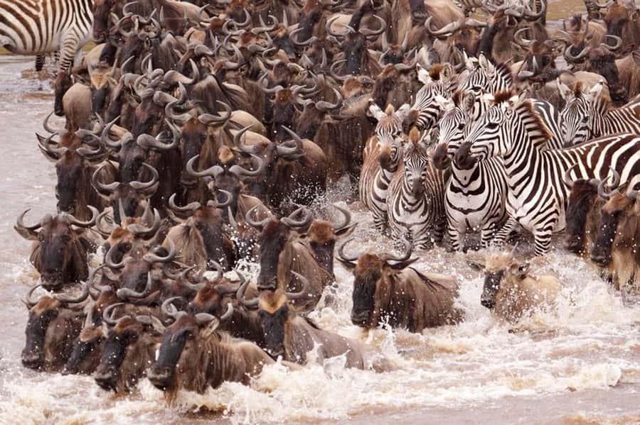 From Nairobi: 7 Days Masai Mara, Nakuru, and Amboseli Safari - Days 2 and 3: Big Five searches and the Mara River