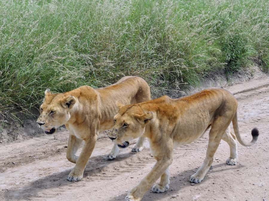 From Nairobi: 7 Days Masai Mara, Nakuru, and Amboseli Safari - Day 7: One last game drive and the return to Nairobi