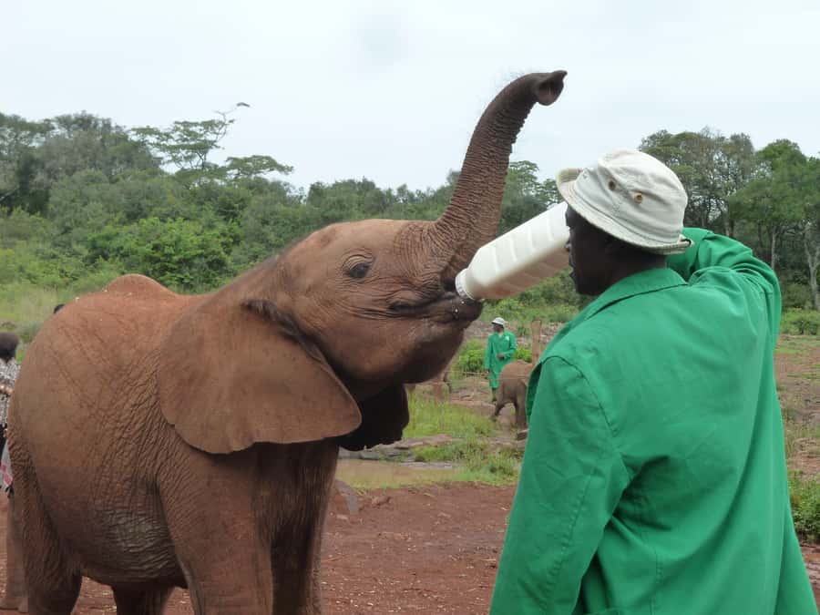 From Nairobi: David Sheldrick Elephant Orphanage Tour - Key points at a glance