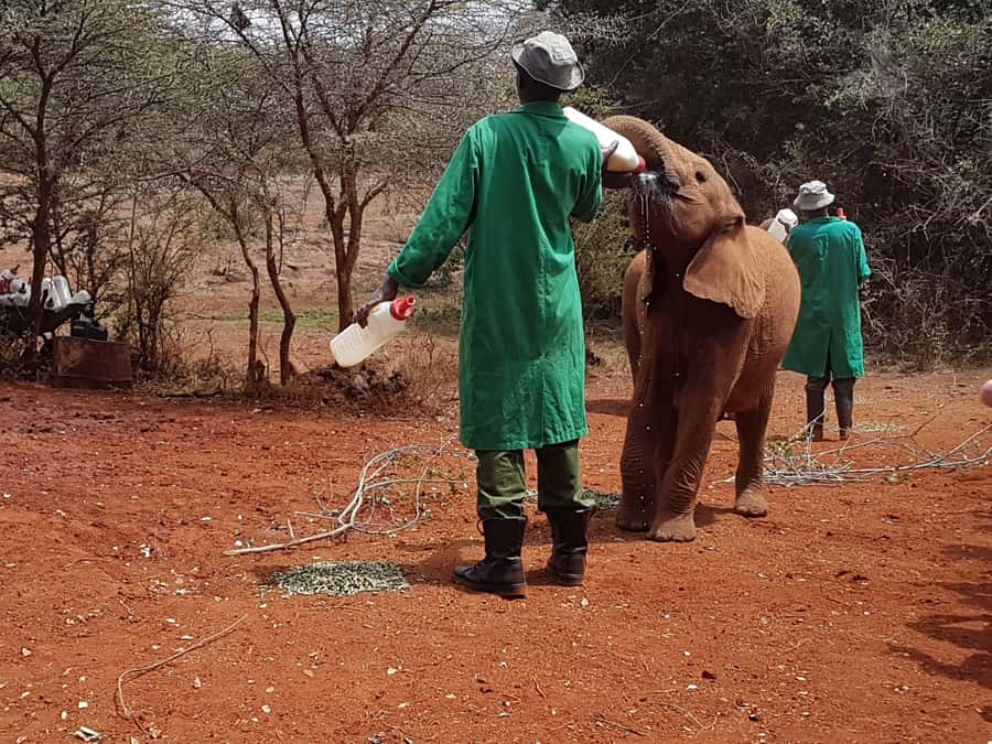 From Nairobi: David Sheldrick Elephant Orphanage Tour - Why the 11 AM feeding matters