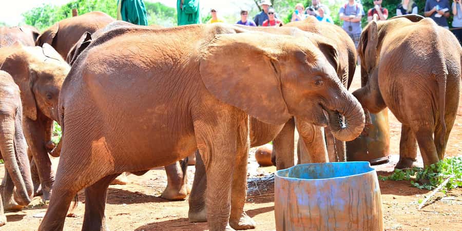 From Nairobi: David Sheldrick Elephant Orphanage Tour - The rescue stories behind the bottles