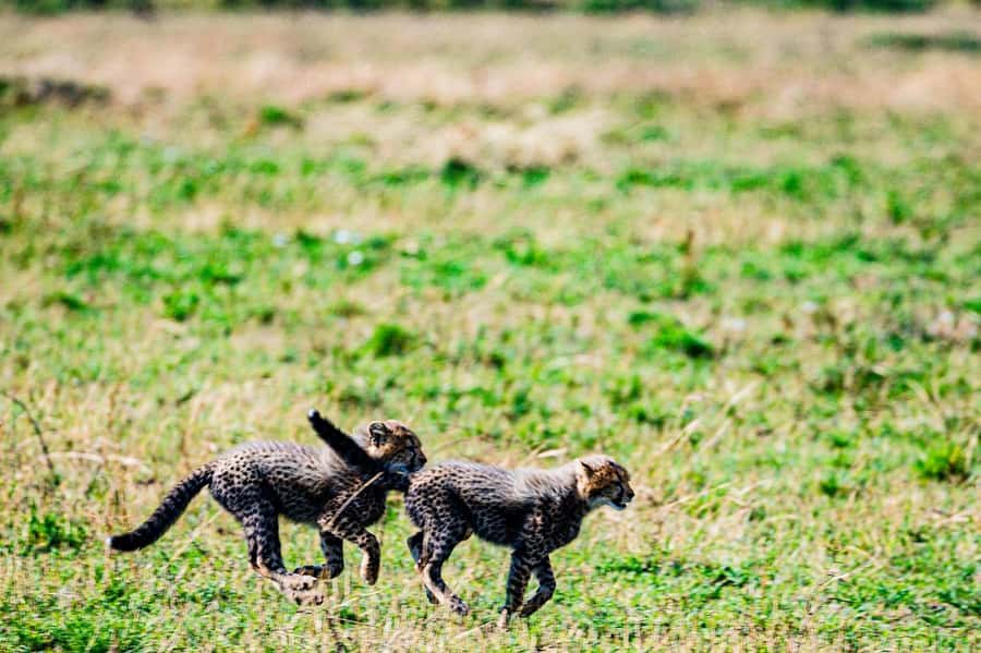 From Nairobi: Day Tour to Maasai Mara - Six hours among Maasai Mara wildlife