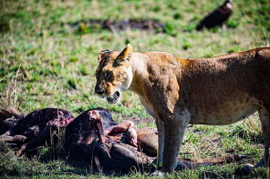 From Nairobi: Day Tour to Maasai Mara - Who should book this Maasai Mara day tour?