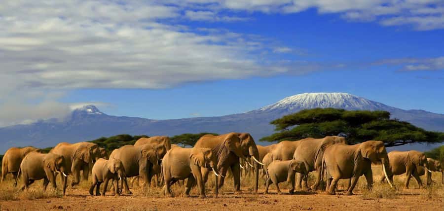 From Nairobi: Day Trip to Amboseli National Park - Key points before you book