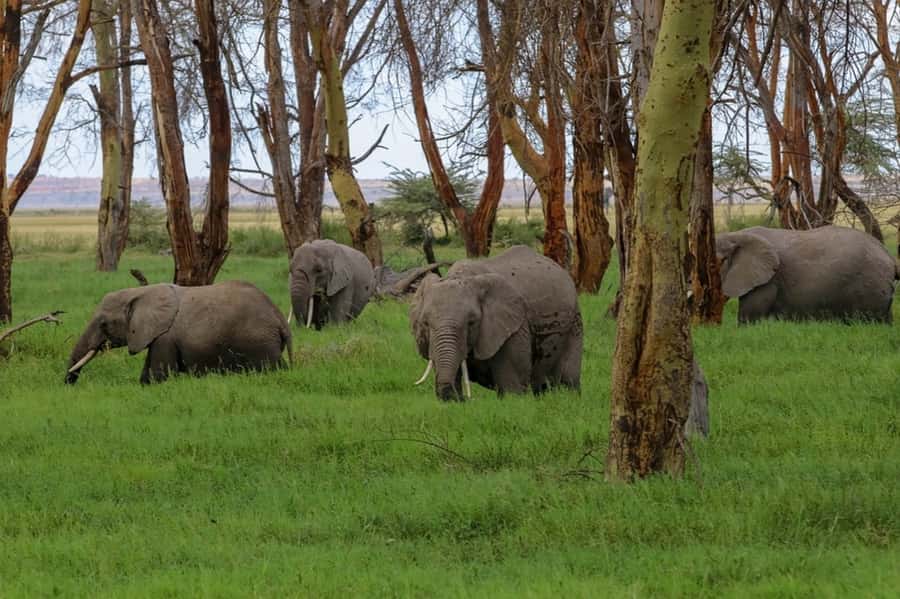 From Nairobi: Day Trip to Amboseli National Park - Why Amboseli works as a Nairobi day trip