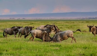 From Nairobi: Day Trip to Amboseli National Park