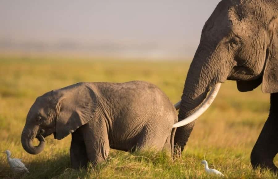 From Nairobi: Day Trip to Amboseli National Park - The Kilimanjaro photo stop