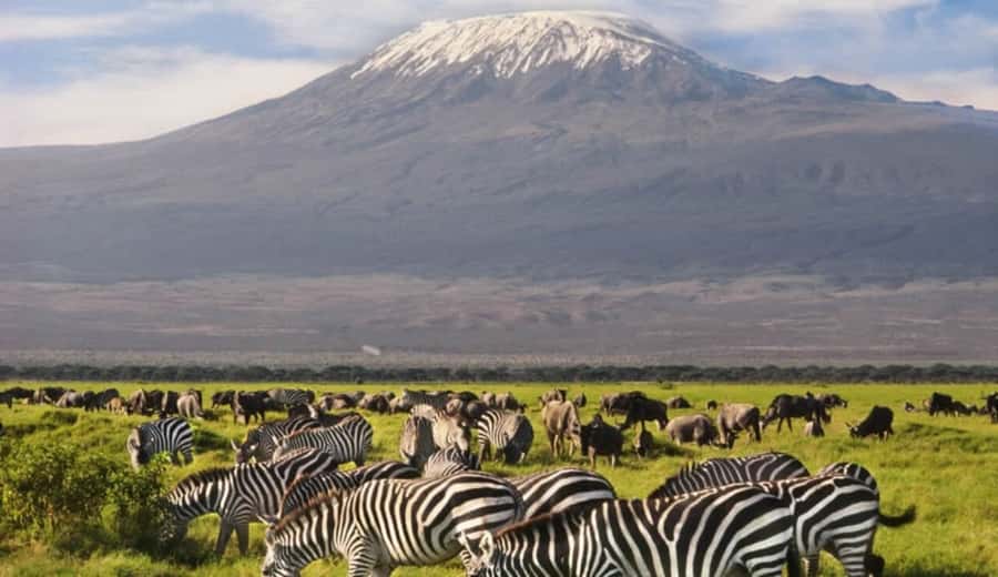 From Nairobi: Day Trip to Amboseli National Park - Who should book this safari?