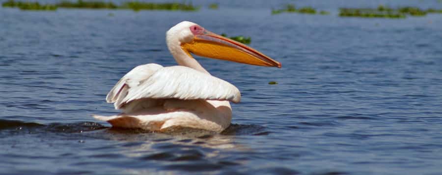 From Nairobi: Day Trip to Hells gate and Lake Naivasha - Why Hell’s Gate makes this more than a lake trip