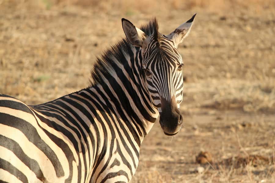 From Nairobi: Day Trip to Hells gate and Lake Naivasha - Who will enjoy this day trip most