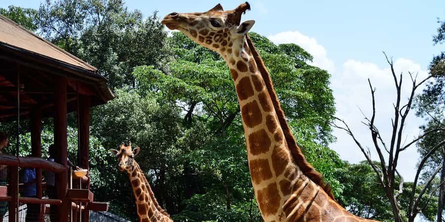 From Nairobi: Elephant Orphanage and Giraffe Center Day Trip - Three Nairobi highlights in one compact day