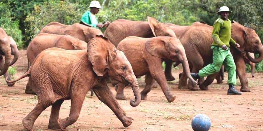 From Nairobi: Elephant Orphanage and Giraffe Center Day Trip - Meet the rescued elephants at Sheldrick