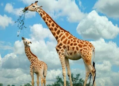 From Nairobi: Elephant Orphanage and Giraffe Center Day Trip