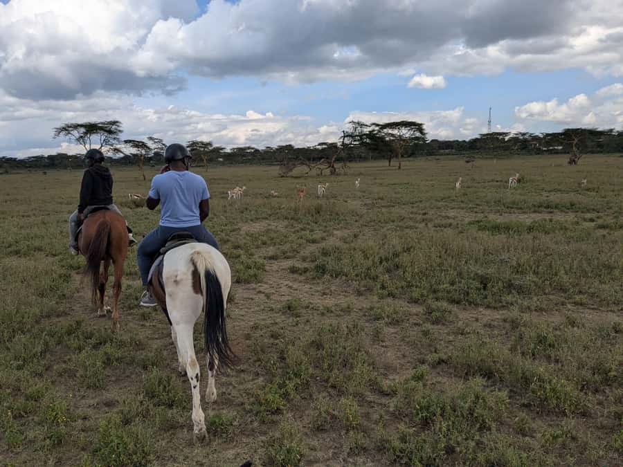 From Nairobi: Horseback Wildlife Safari with Transfer & Meal - Key points before you book