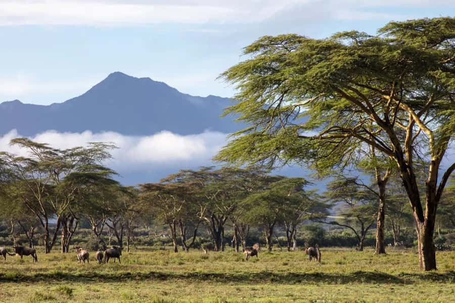 From Nairobi: Horseback Wildlife Safari with Transfer & Meal - Meeting the horses near Naivasha