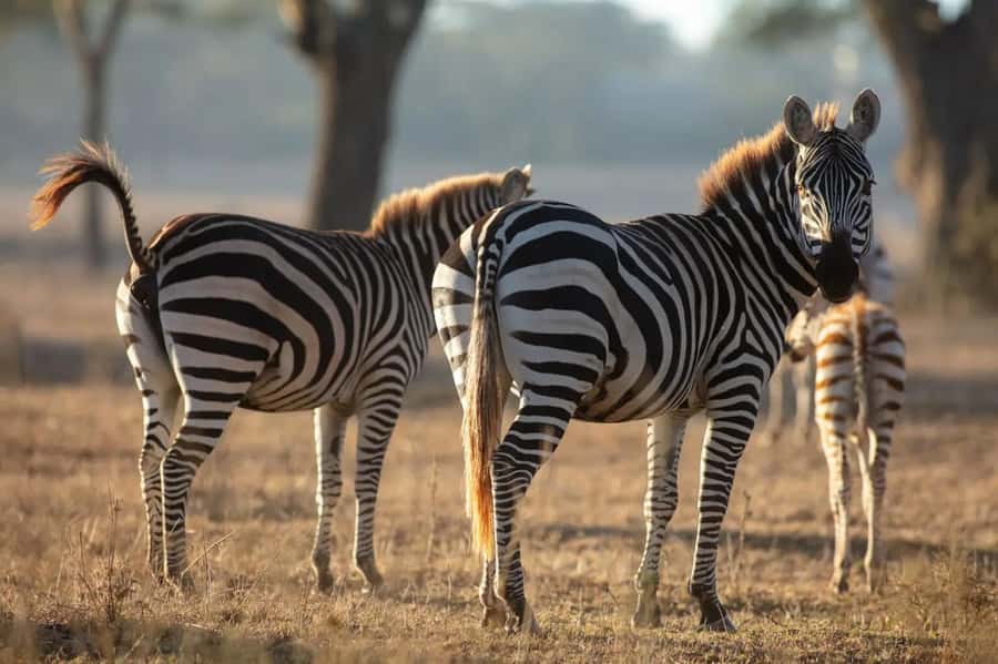 From Nairobi: Horseback Wildlife Safari with Transfer & Meal - Riding through open savannah