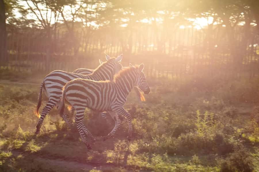 From Nairobi: Horseback Wildlife Safari with Transfer & Meal - Lunch at the conservancy restaurant