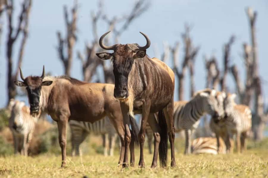 From Nairobi: Horseback Wildlife Safari with Transfer & Meal - Who should choose this ride?